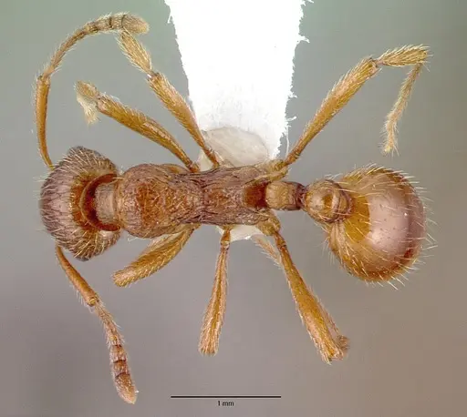 Myrmica rubra - CASENT0010684