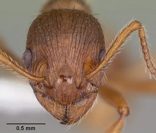 Myrmica rubra - CASENT0010684
