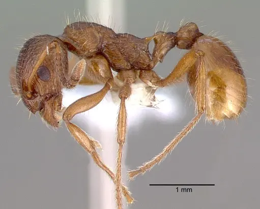 Myrmica rubra - CASENT0010684