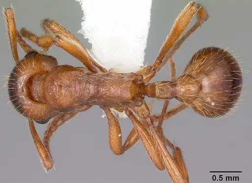 Myrmica rubra - CASENT0104804