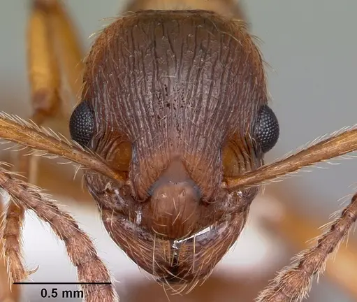 Myrmica rubra - CASENT0104804