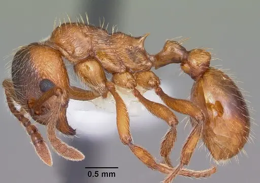 Myrmica rubra - CASENT0104804