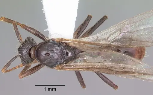 Myrmica rubra - CASENT0104805