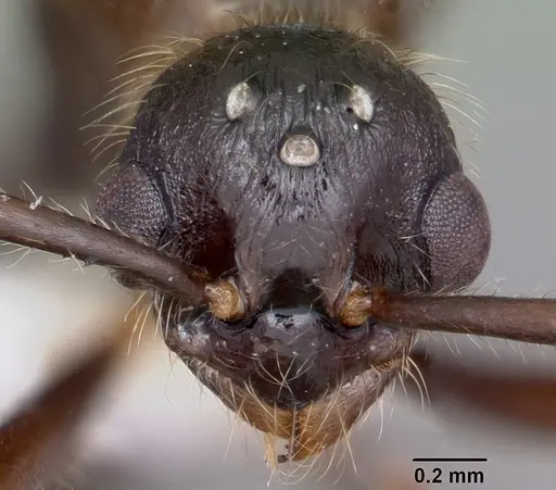 Myrmica rubra - CASENT0104805