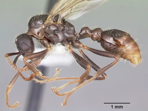 Myrmica rubra - CASENT0104805