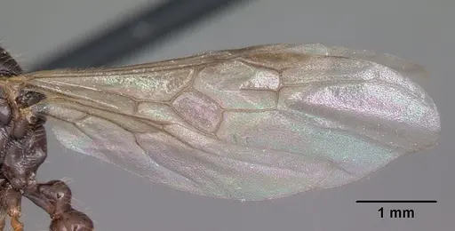 Myrmica rubra - CASENT0104805