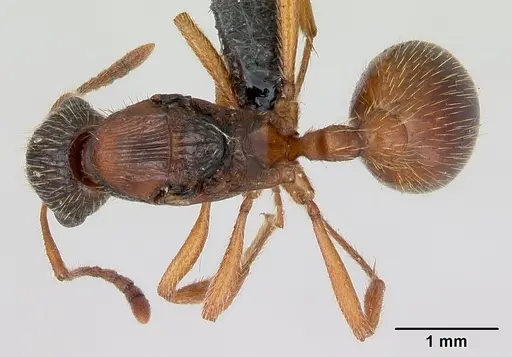 Myrmica rubra - CASENT0172707