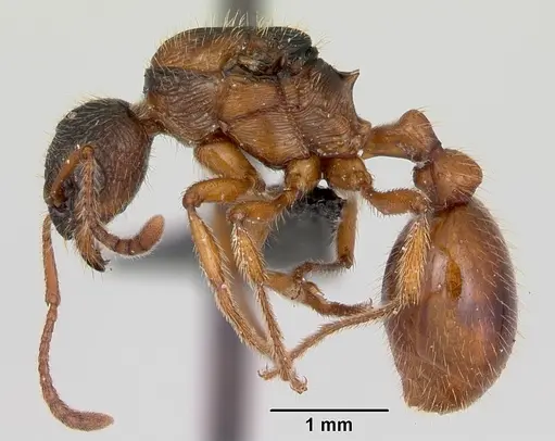 Myrmica rubra - CASENT0172707