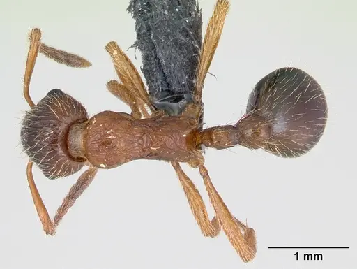 Myrmica rubra - CASENT0172750