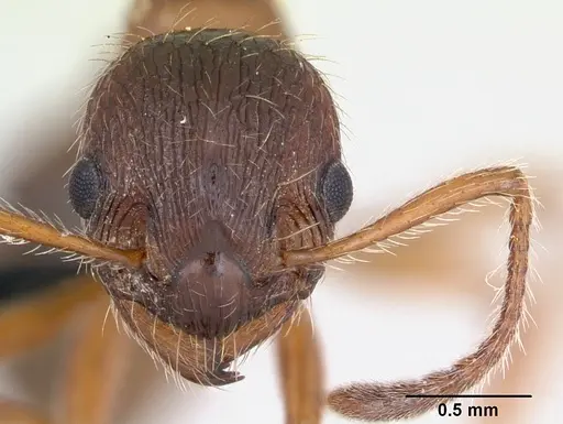 Myrmica rubra - CASENT0172750