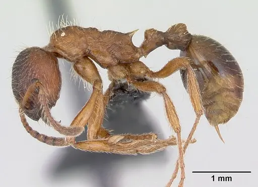 Myrmica rubra - CASENT0172750