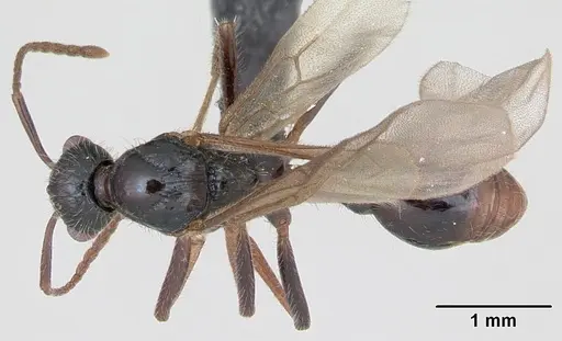 Myrmica rubra - CASENT0172751
