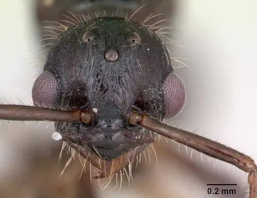 Myrmica rubra - CASENT0172751