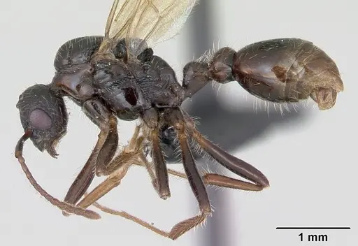 Myrmica rubra - CASENT0172751