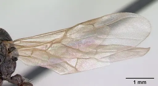 Myrmica rubra - CASENT0172751