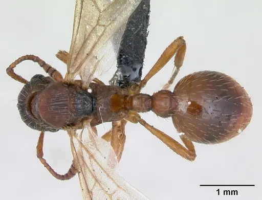 Myrmica rubra - CASENT0173172