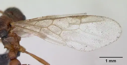 Myrmica rubra - CASENT0173172