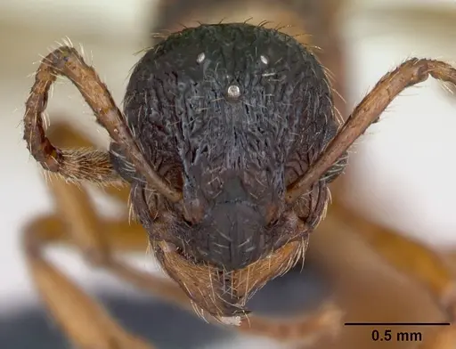 Myrmica rubra - CASENT0173172