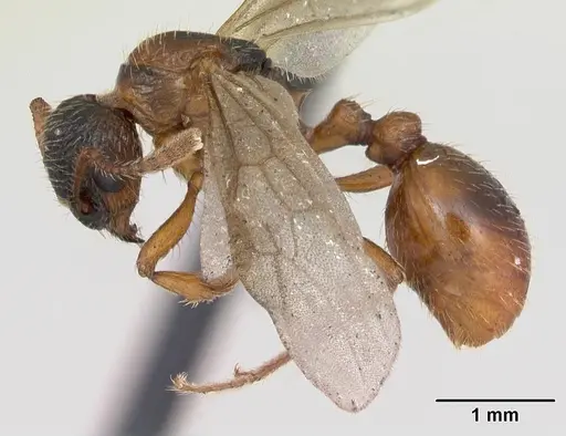 Myrmica rubra - CASENT0173172