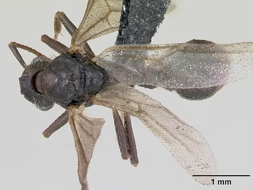 Myrmica rubra - CASENT0173173