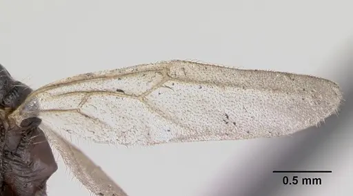 Myrmica rubra - CASENT0173173