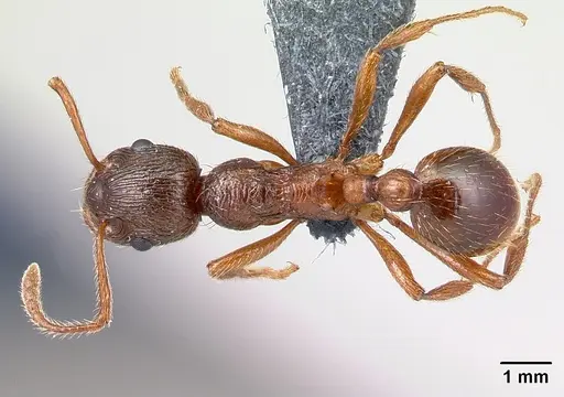 Myrmica rubra - CASENT0179930