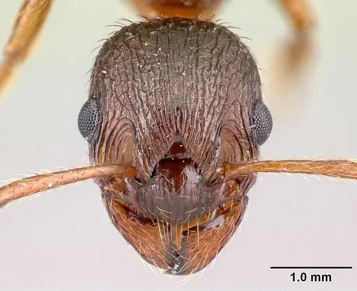 Myrmica rubra - CASENT0179930