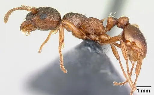 Myrmica rubra - CASENT0179930