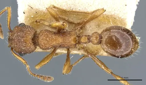 Myrmica rubra - CASENT0904063