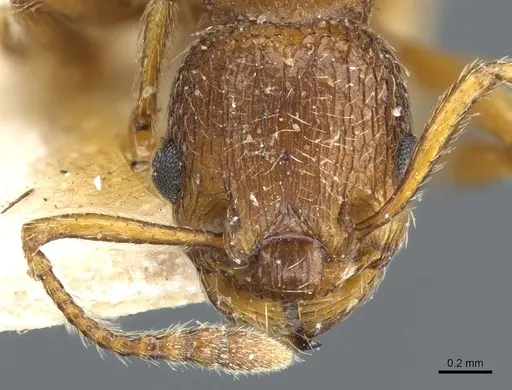 Myrmica rubra - CASENT0904063