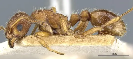 Myrmica rubra - CASENT0904063