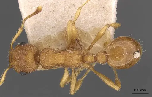 Myrmica rubra - CASENT0907644