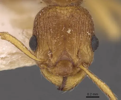 Myrmica rubra - CASENT0907644