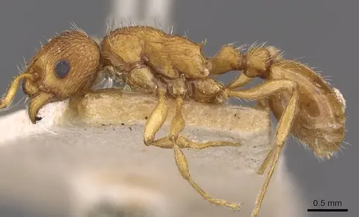 Myrmica rubra - CASENT0907644