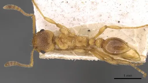 Myrmica rubra - CASENT0907645