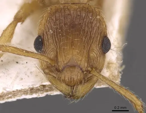 Myrmica rubra - CASENT0907645