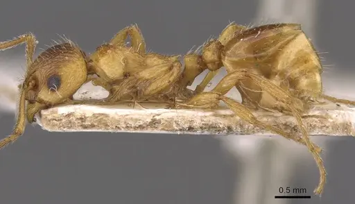 Myrmica rubra - CASENT0907645