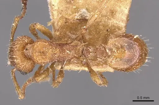 Myrmica rubra - CASENT0907655