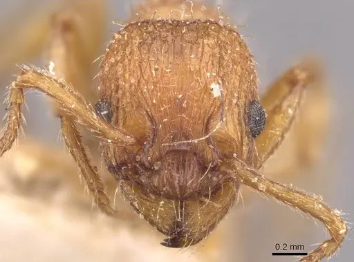 Myrmica rubra - CASENT0907655