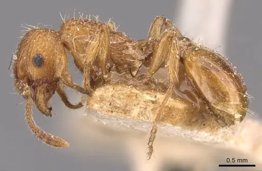 Myrmica rubra - CASENT0907655