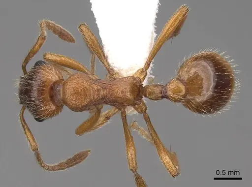 Myrmica rubra - CASENT0922785