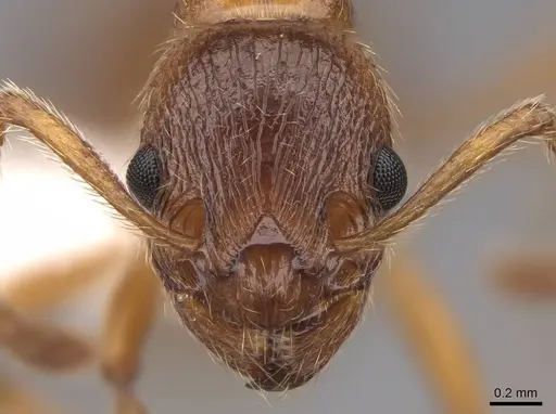 Myrmica rubra - CASENT0922785