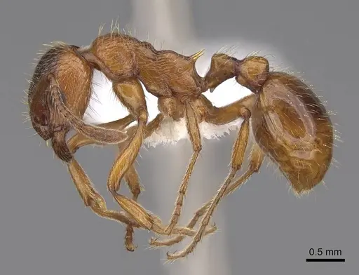 Myrmica rubra - CASENT0922785