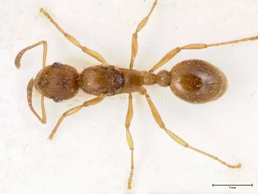 Myrmica rubra - FOCOL0722