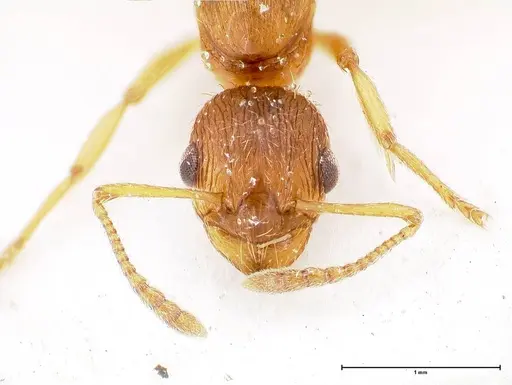 Myrmica rubra - FOCOL0722