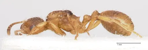 Myrmica rubra - FOCOL0722