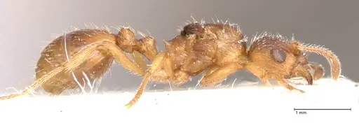 Myrmica rubra - FOCOL0722