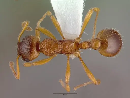 Myrmica ruginodis specimen