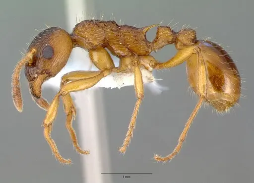 Myrmica ruginodis specimen