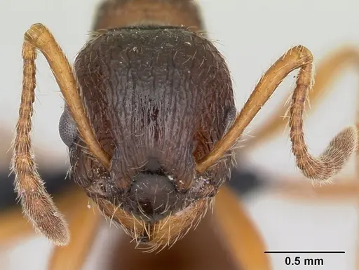 Myrmica ruginodis - CASENT0080767